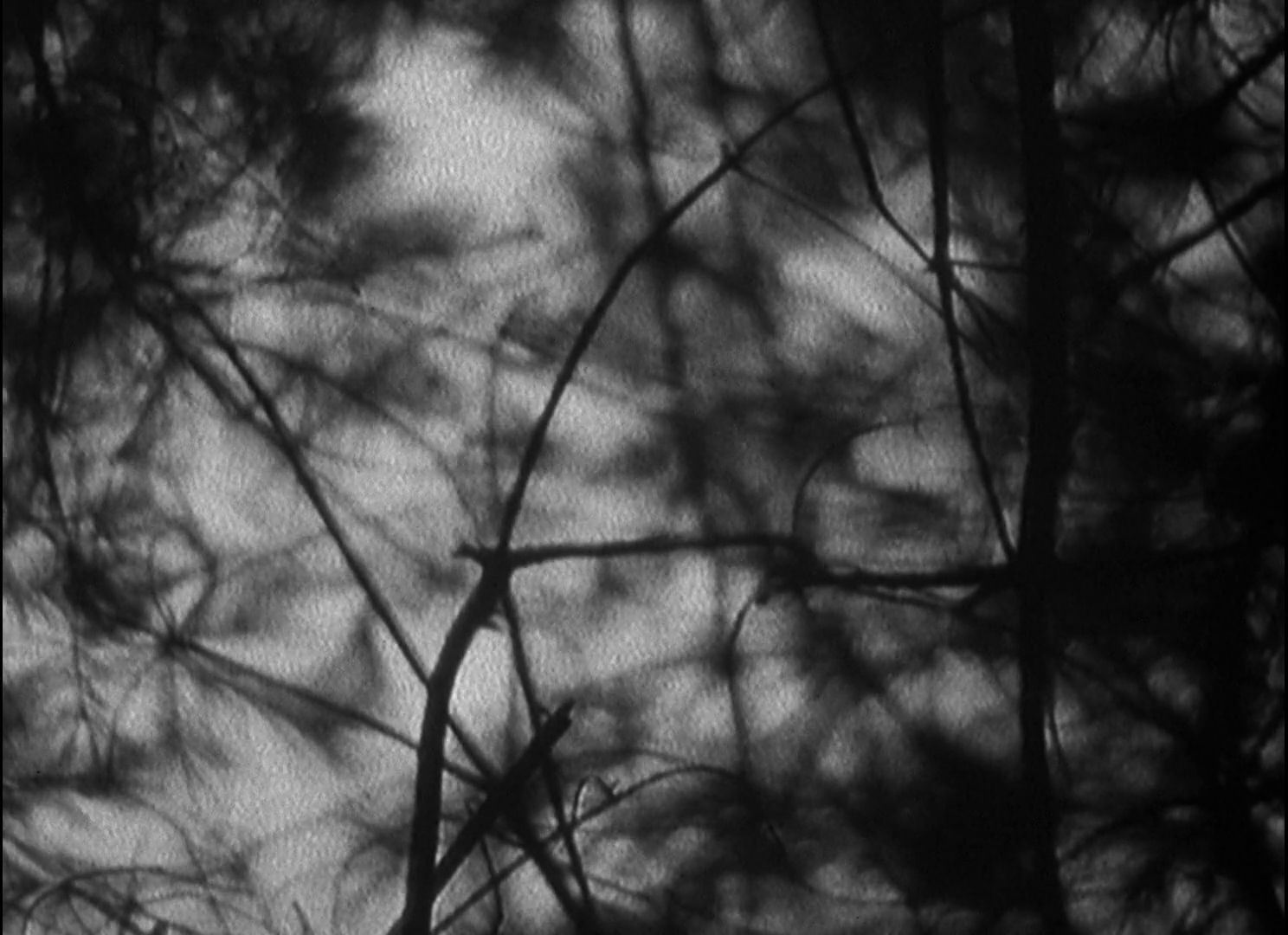 shadows analog horror