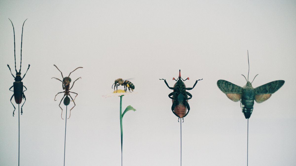 Bestiari-erbari-lapidari-migliori-film-2024