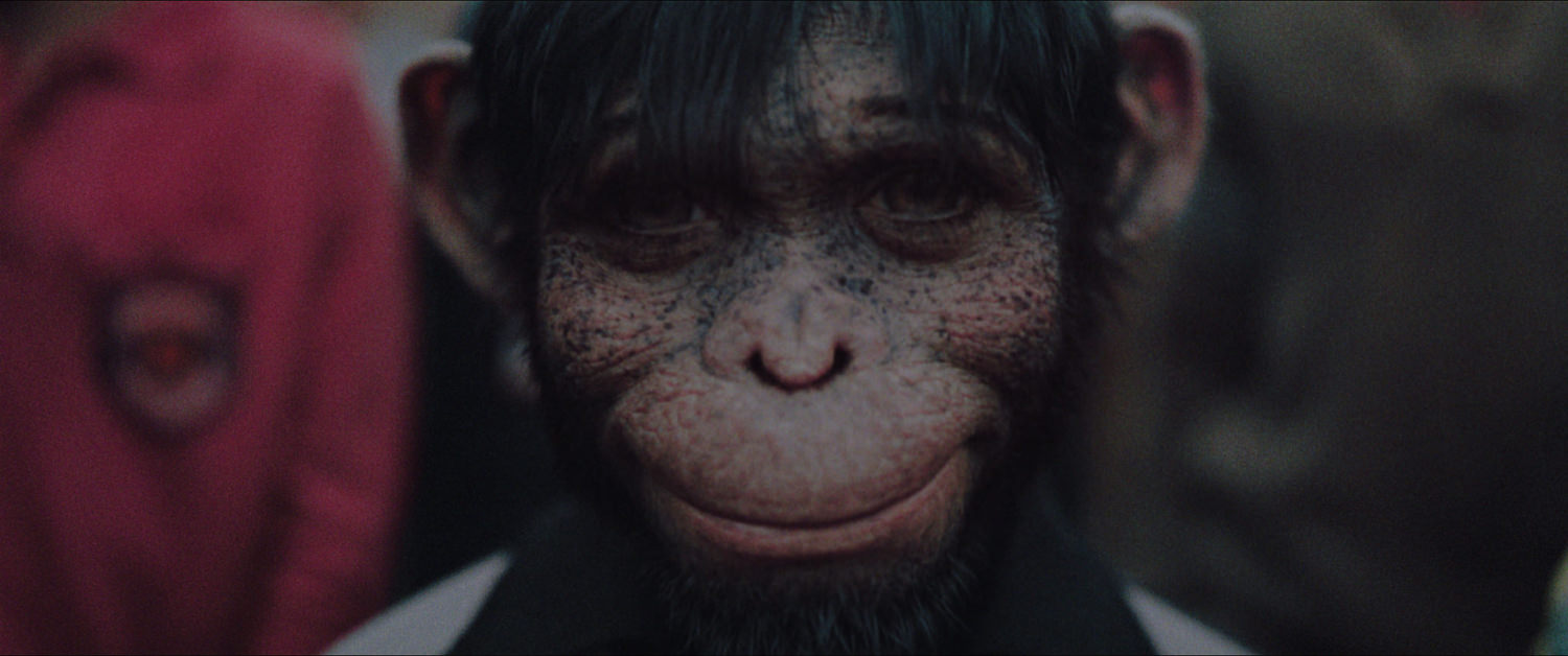 scimmia robbie williams film