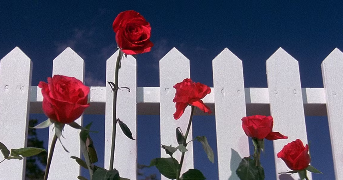 david-lynch-ricordo-filmografia-blue-velvet