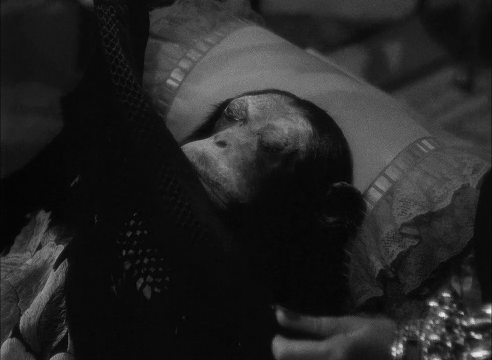 vile-tramonto-scimmia